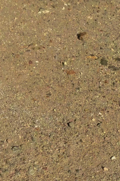 FancyStar® Dune Empress Bodysuit